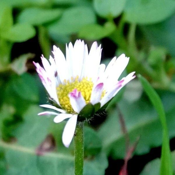 Bellis sylvestris Flors