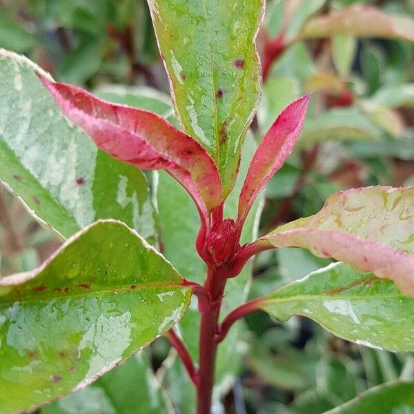 Photinia fraseri برگ