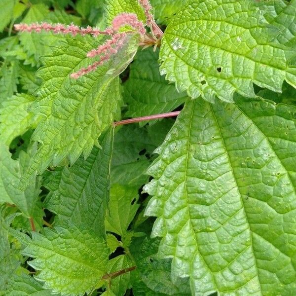 Boehmeria japonica पत्ता