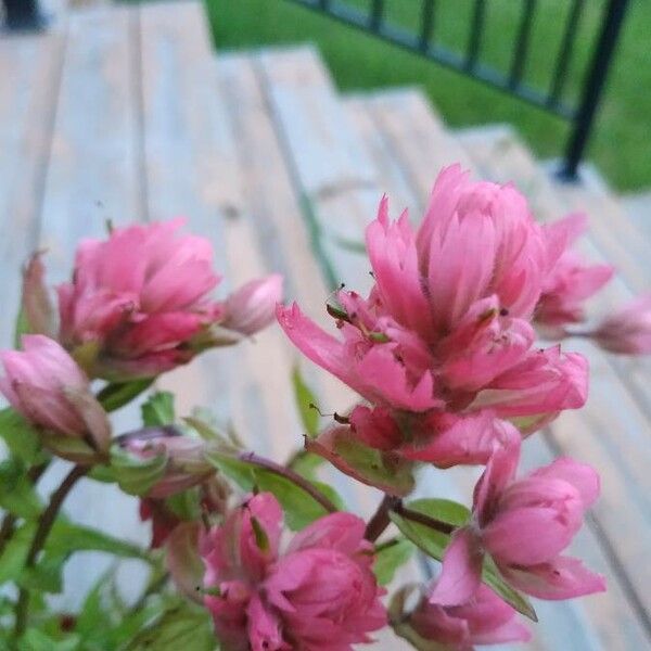 Castilleja parviflora 花