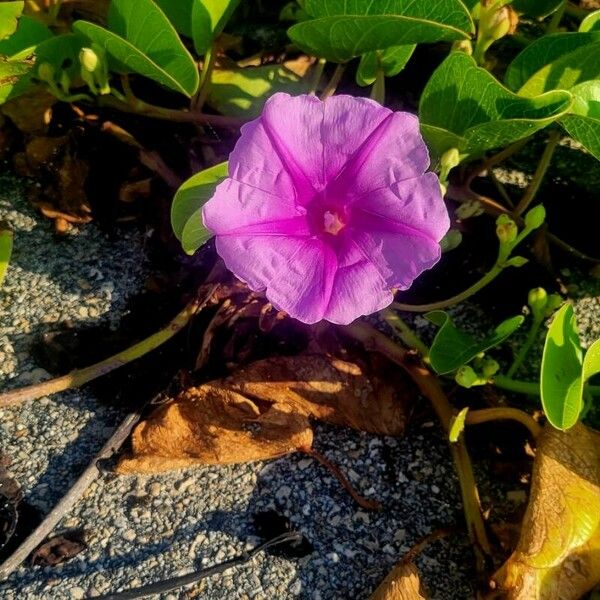 Ipomoea pes-caprae 花