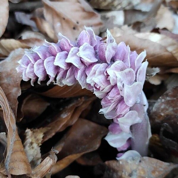 Lathraea squamaria പുഷ്പം