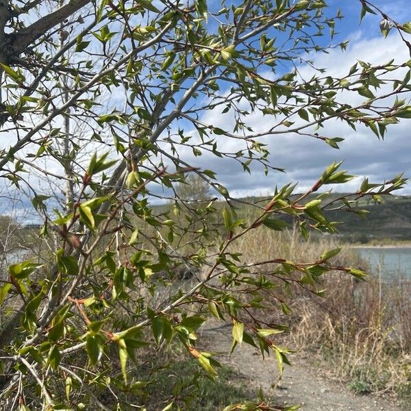 Populus balsamifera Lapas