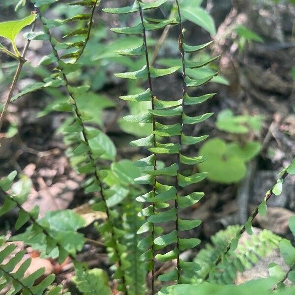 Asplenium platyneuron 葉