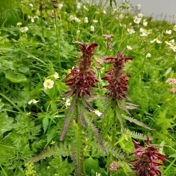 Pedicularis recutita 葉