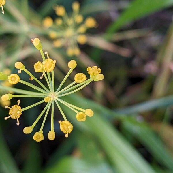 Anethum graveolens പുഷ്പം