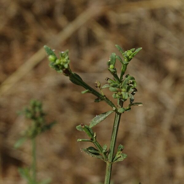 Scoparia dulcis Fruit