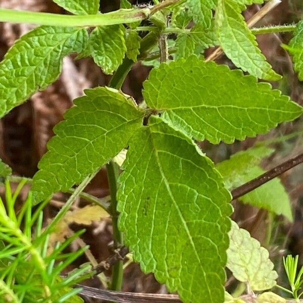 Cedronella canariensis Leaf