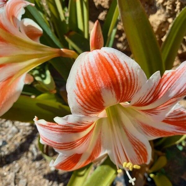 Hippeastrum vittatum Blomst