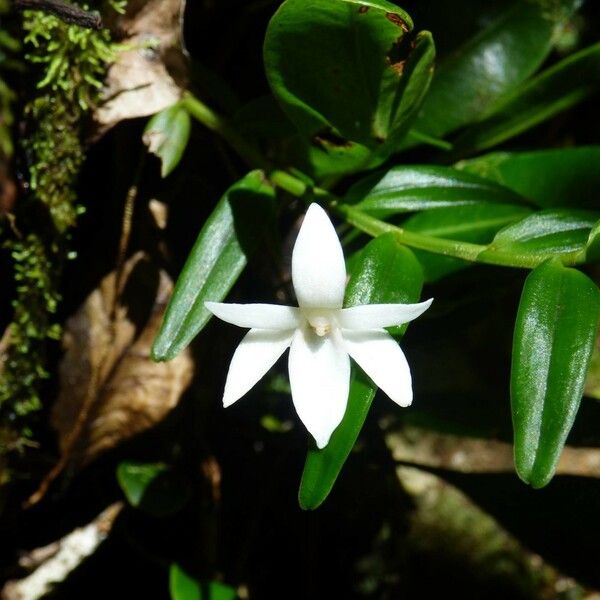 Angraecum ramosum Цветок