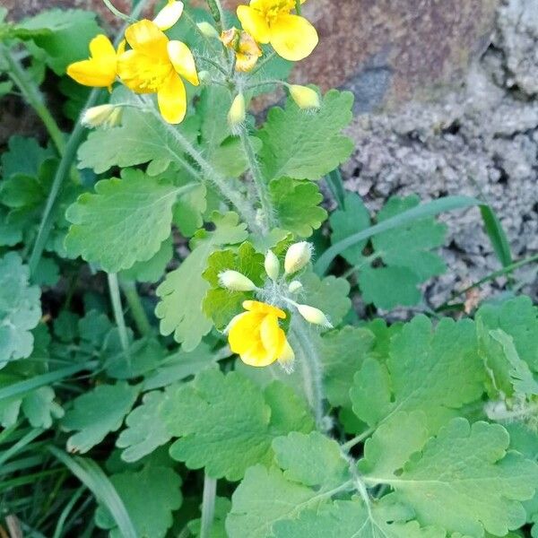 Chelidonium majus عادت