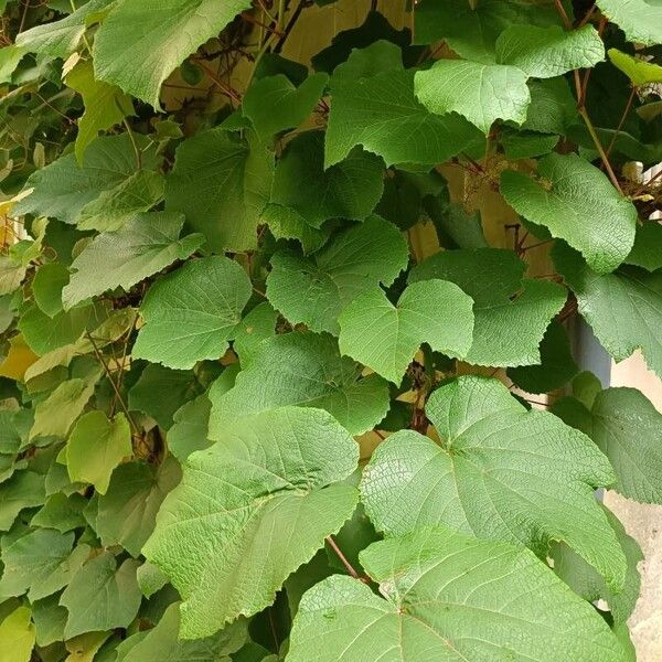 Vitis coignetiae Лист