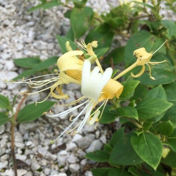 Lonicera japonica Kukka