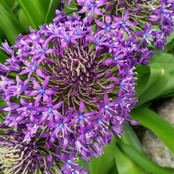 Scilla peruviana Квітка