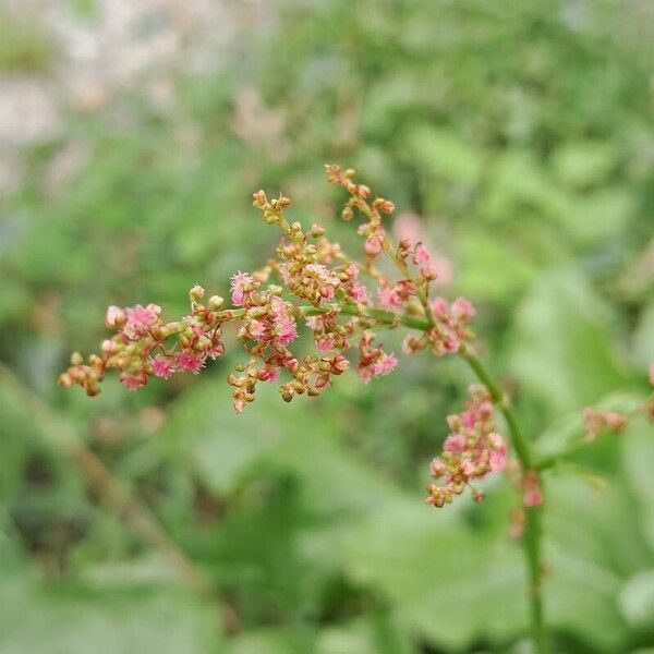 Rumex acetosa 花