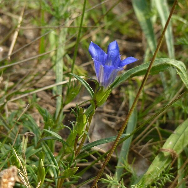 Gentiana pneumonanthe പുഷ്പം