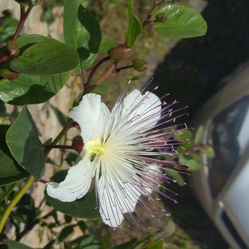 Capparis spinosa Кветка