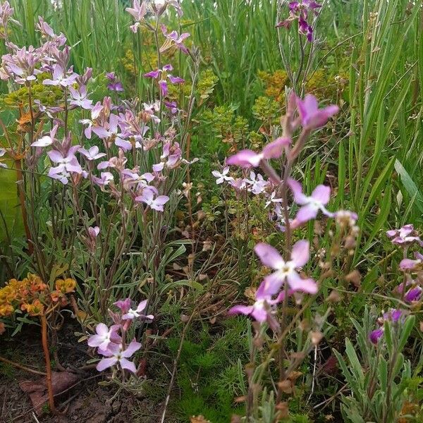 Matthiola longipetala Arall