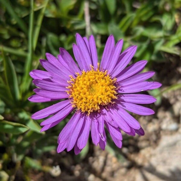 Aster alpinus Flower