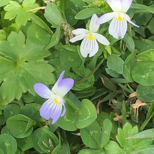 Viola bicolor Flower
