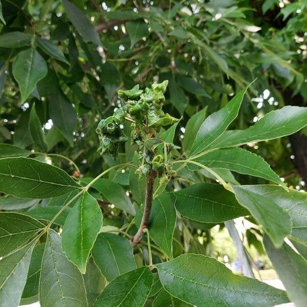 Ptelea trifoliata ഇല