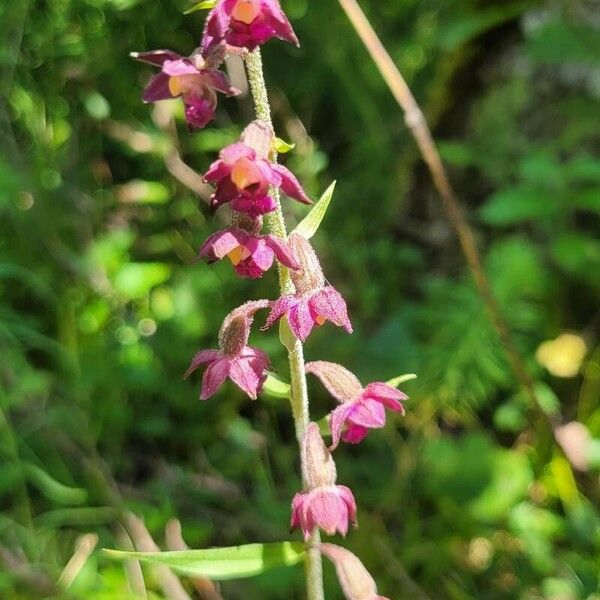 Epipactis atrorubens Flor