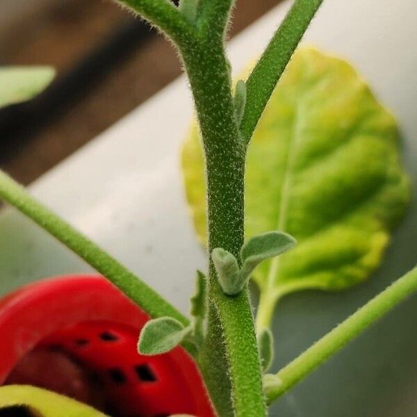 Solanum aethiopicum বাকল