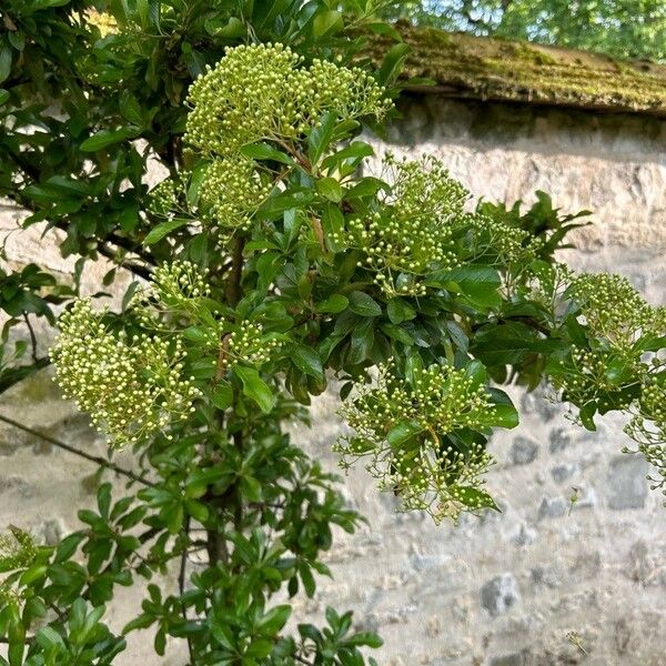 Pyracantha coccinea Flors