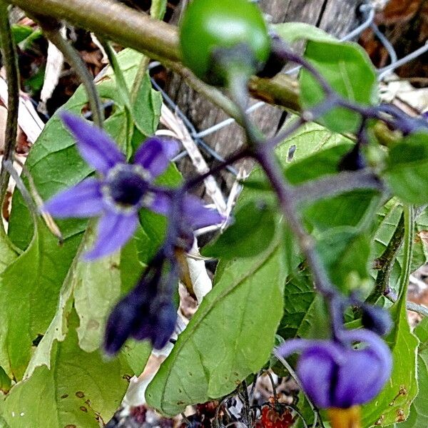 Solanum dulcamara Fleur