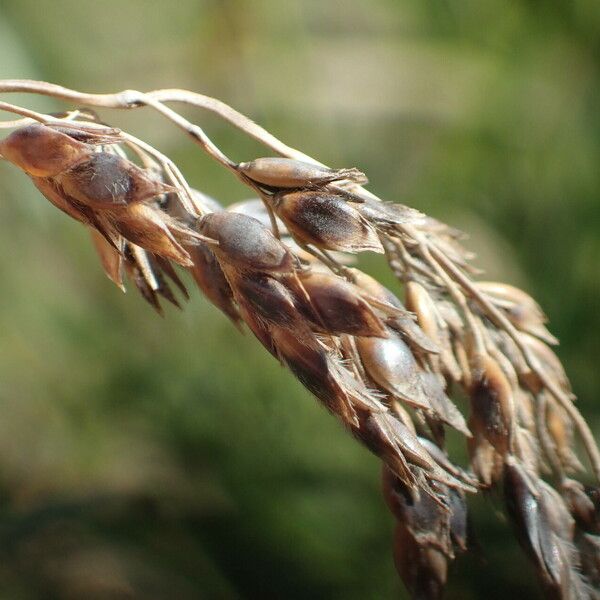 Sorghum halepense Fruit