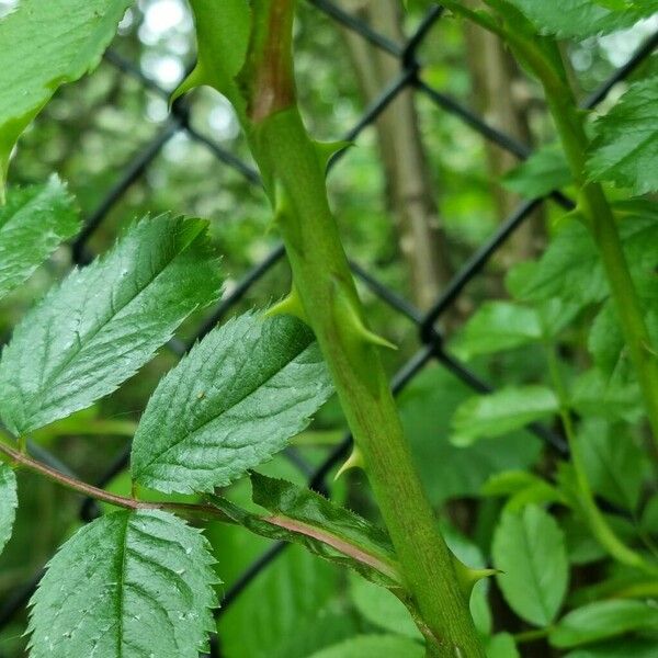 Rosa multiflora Kôra