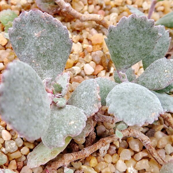 Kalanchoe pumila Leaf