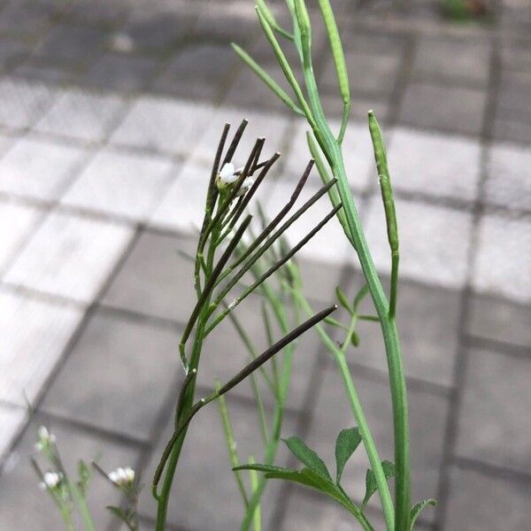 Cardamine hirsuta Ffrwyth