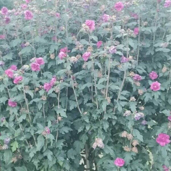 Hibiscus syriacus Flower