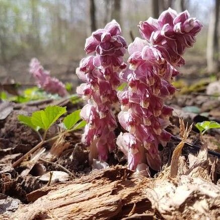 Lathraea squamaria ফুল