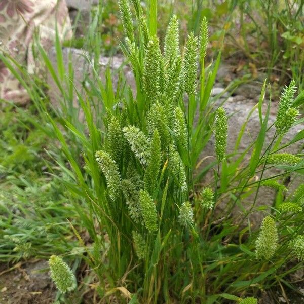 Rostraria cristata Blomma