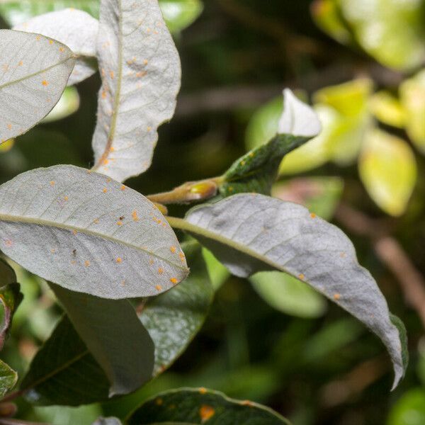 Salix helvetica Blatt