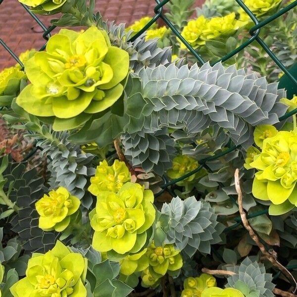 Euphorbia myrsinites ᱵᱟᱦᱟ