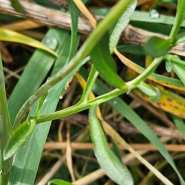 Cardamine pratensis List