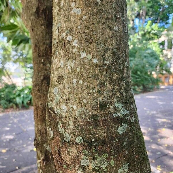 Magnolia champaca 樹皮