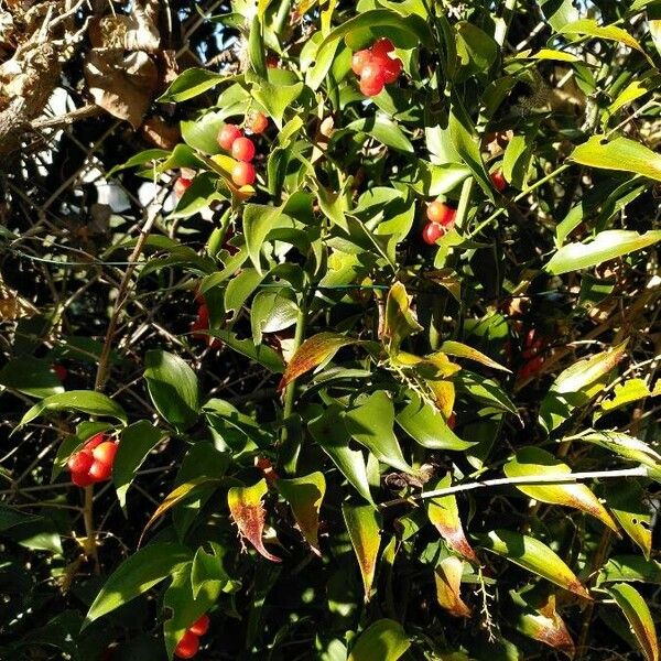 Danae racemosa Fruit