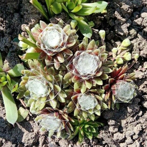 Sempervivum arachnoideum Лист