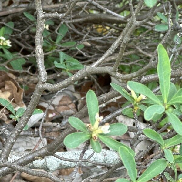 Daphne alpina Bark