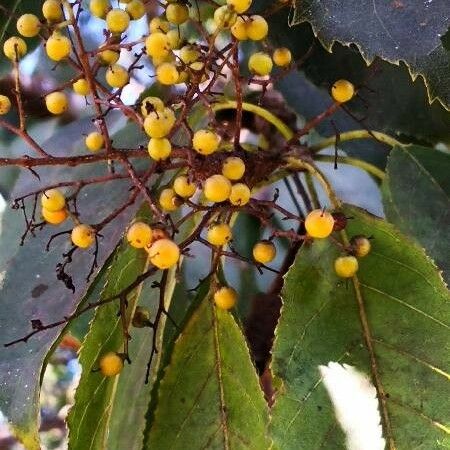 Ehretia acuminata 果實