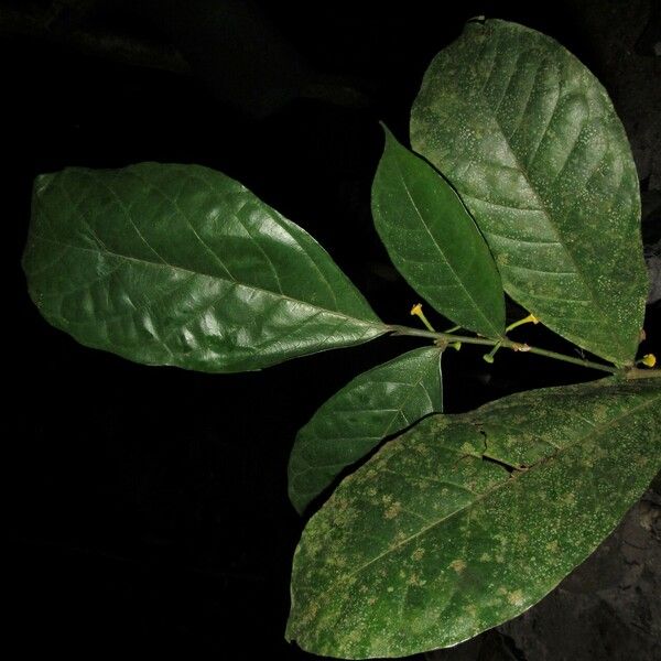 Dorstenia africana Blatt