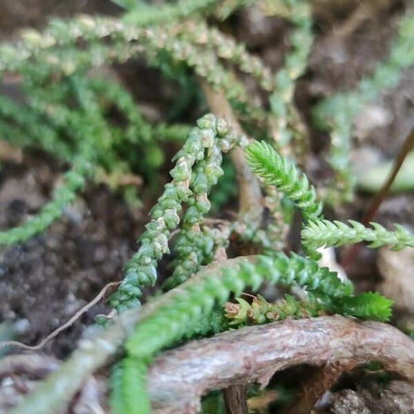 Crassula muscosa List