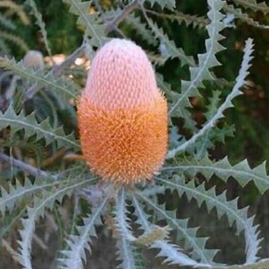Banksia victoriae Cvet