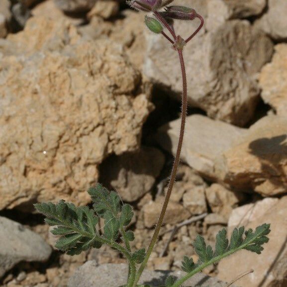 Erodium daucoides Flor