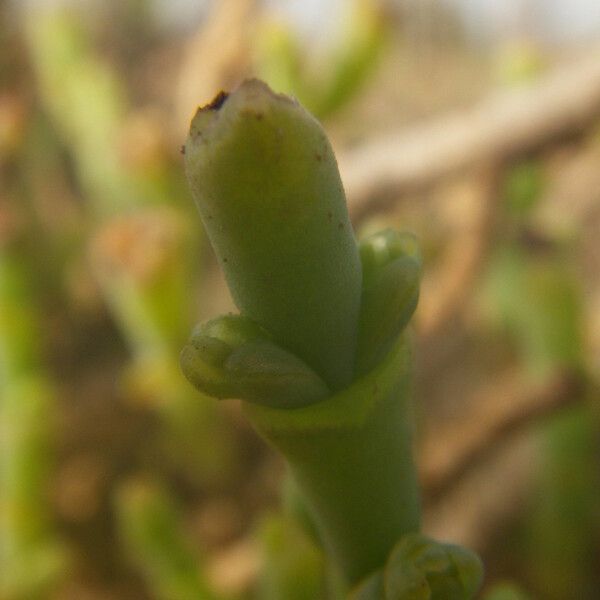 Allenrolfea occidentalis Fruto