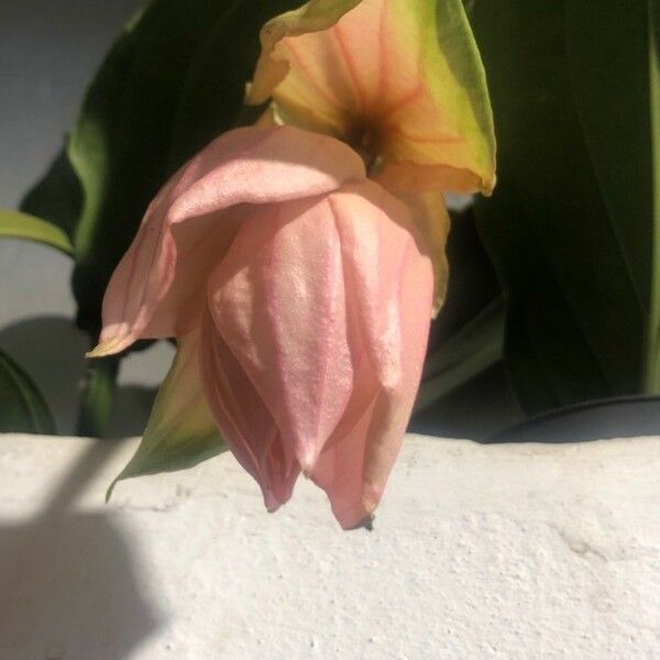 Medinilla magnifica Fleur